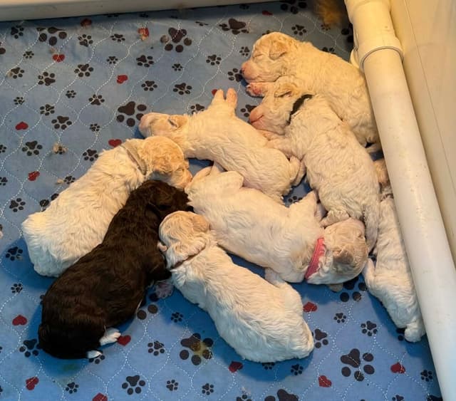 Lagotto Romagnolo Puppies media 4