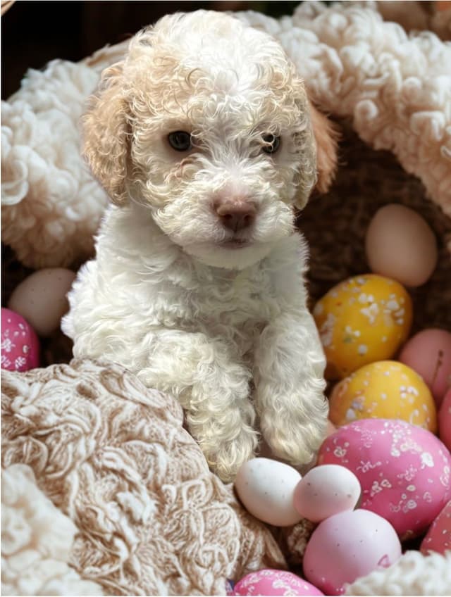 Lagotto Romagnolo Puppies media 3