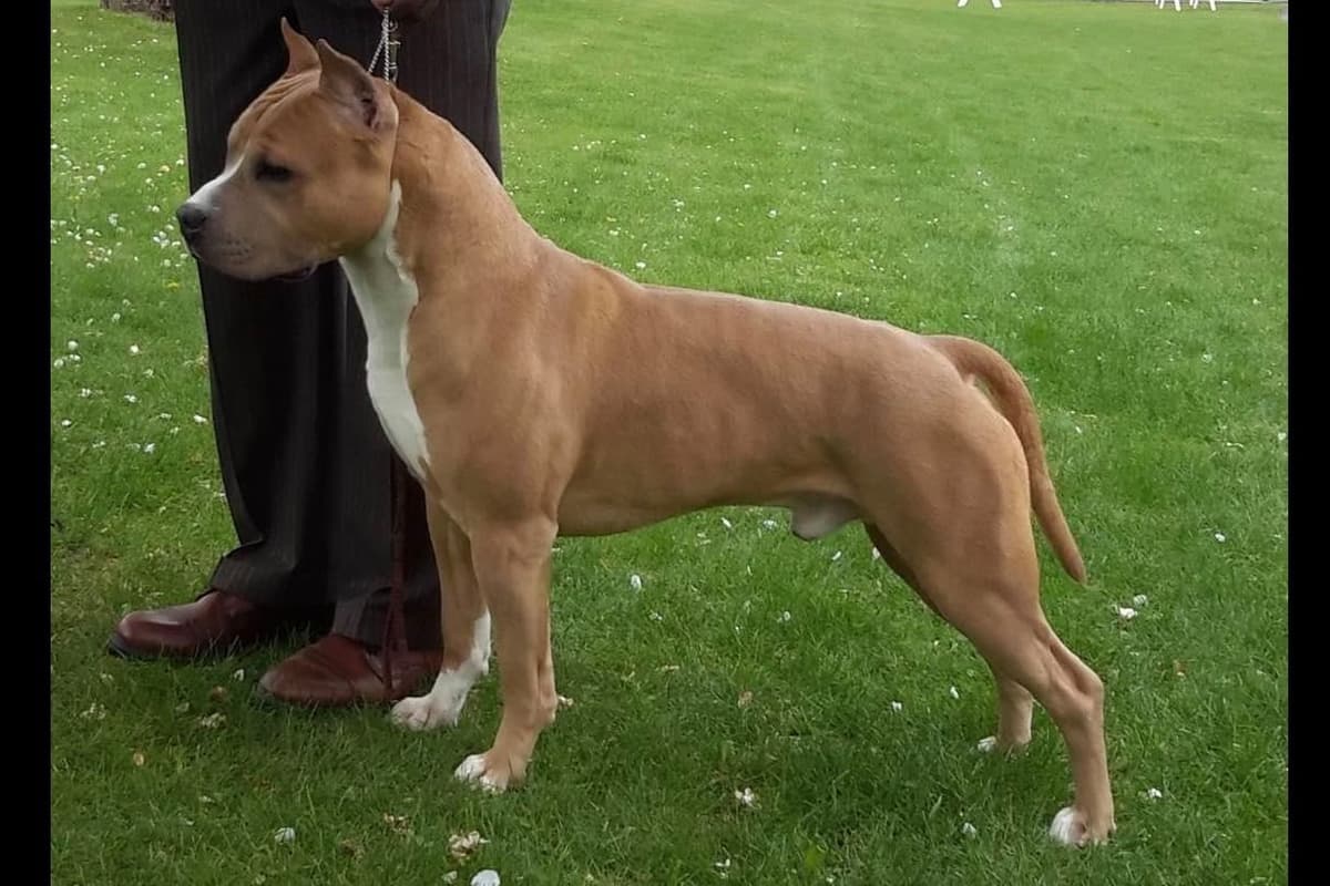 ADORABULL 38+yr EXPERIENCED Silver Achievement Level BREEDER OF MERIT breeder image 8