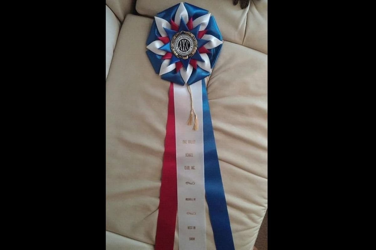 ADORABULL 38+yr EXPERIENCED Silver Achievement Level BREEDER OF MERIT breeder image 5