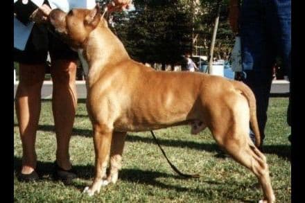 ADORABULL 38+yr EXPERIENCED Silver Achievement Level BREEDER OF MERIT breeder image 9