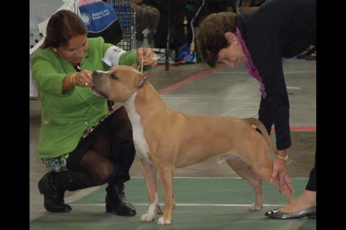 ADORABULL 38+yr EXPERIENCED Silver Achievement Level BREEDER OF MERIT breeder image 15
