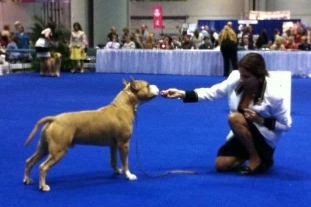 ADORABULL 38+yr EXPERIENCED Silver Achievement Level BREEDER OF MERIT breeder image 11