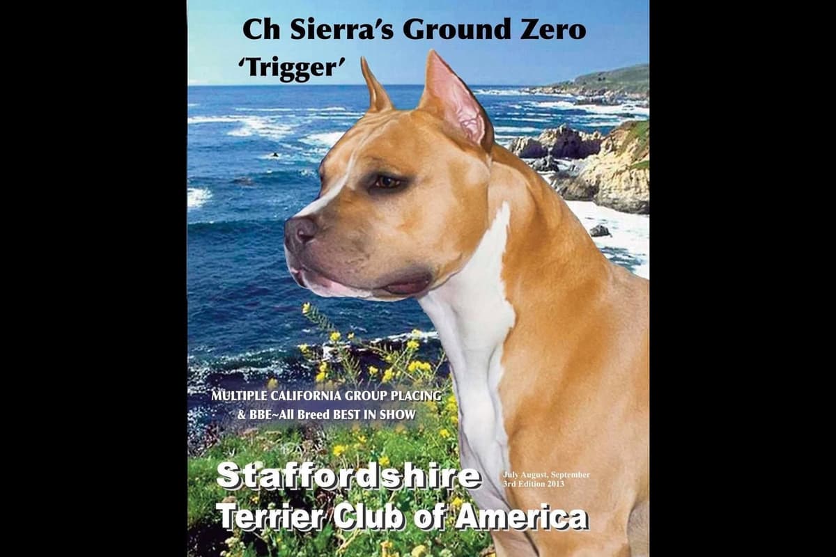 ADORABULL 38+yr EXPERIENCED Silver Achievement Level BREEDER OF MERIT breeder image 6