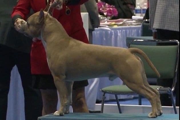 ADORABULL 38+yr EXPERIENCED Silver Achievement Level BREEDER OF MERIT breeder image 14