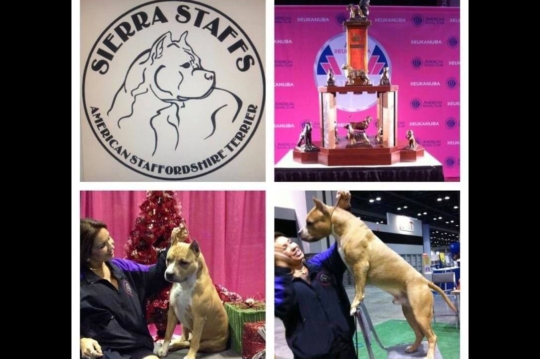 ADORABULL 38+yr EXPERIENCED Silver Achievement Level BREEDER OF MERIT breeder image 16