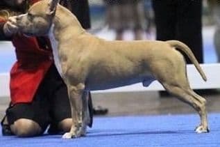 ADORABULL 38+yr EXPERIENCED Silver Achievement Level BREEDER OF MERIT breeder image 17