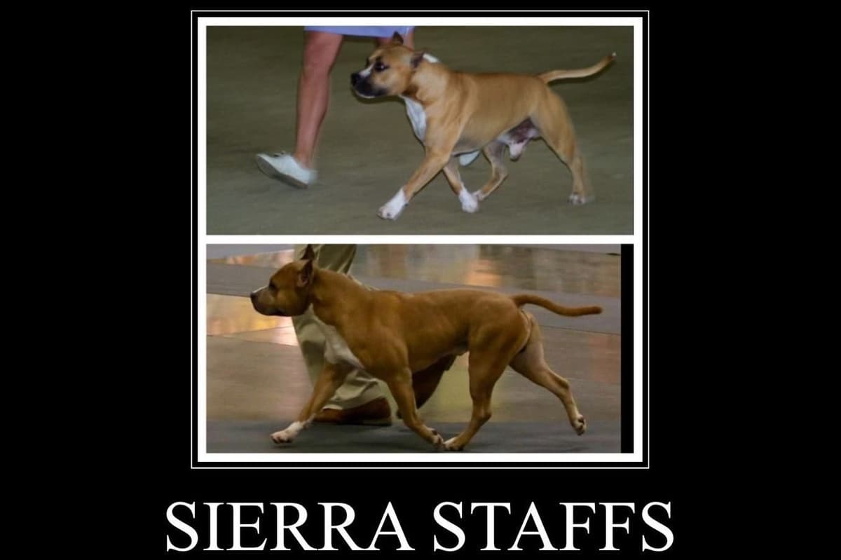 ADORABULL 38+yr EXPERIENCED Silver Achievement Level BREEDER OF MERIT breeder image 10