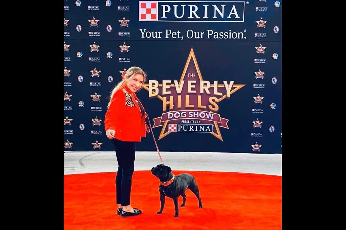 ADORABULL 38+yr EXPERIENCED Silver Achievement Level BREEDER OF MERIT breeder image 25