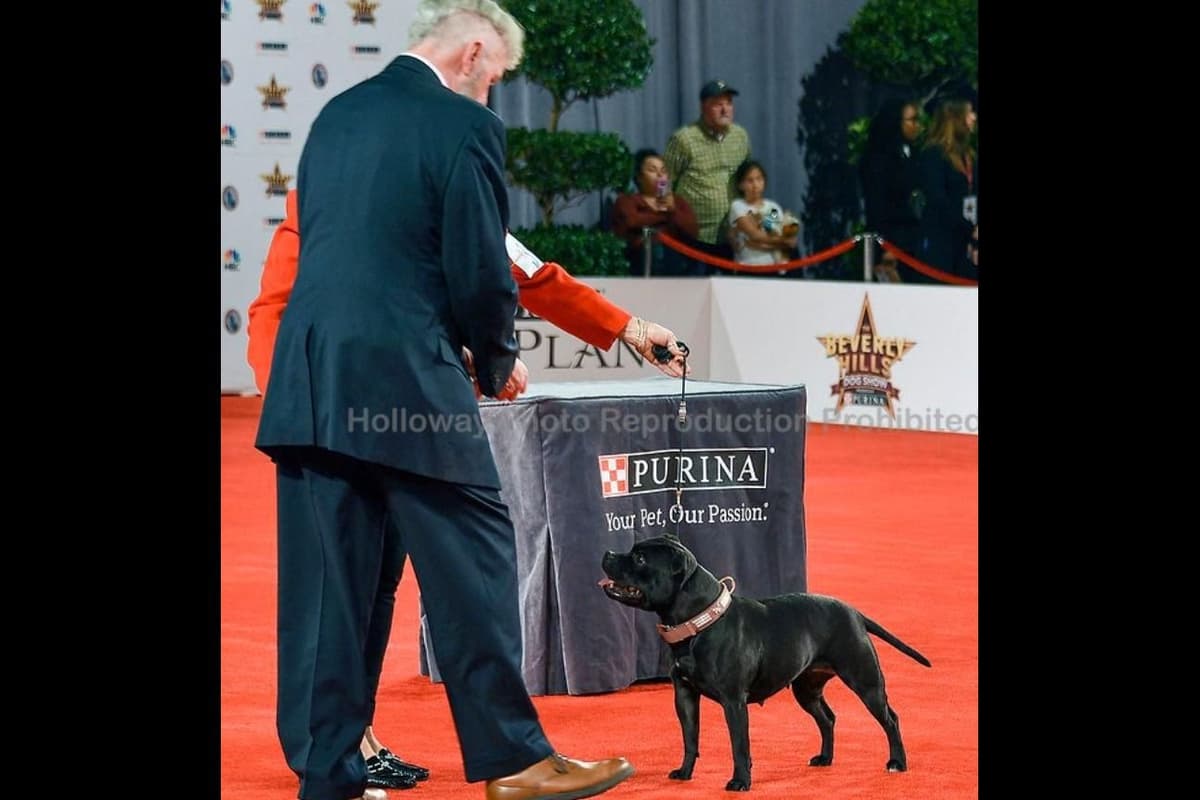 ADORABULL 38+yr EXPERIENCED Silver Achievement Level BREEDER OF MERIT breeder image 27