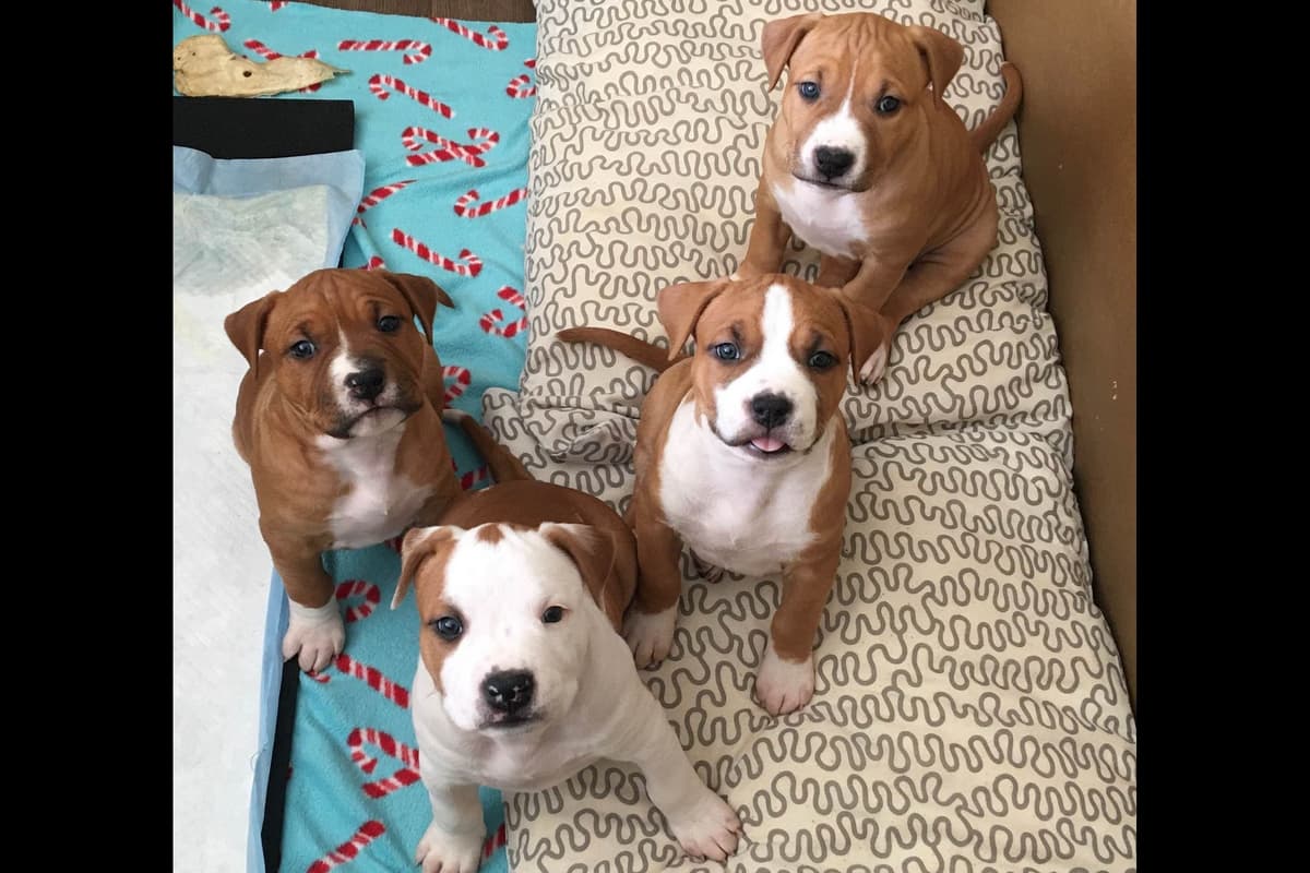 ADORABULL 38+yr EXPERIENCED Silver Achievement Level BREEDER OF MERIT breeder image 36
