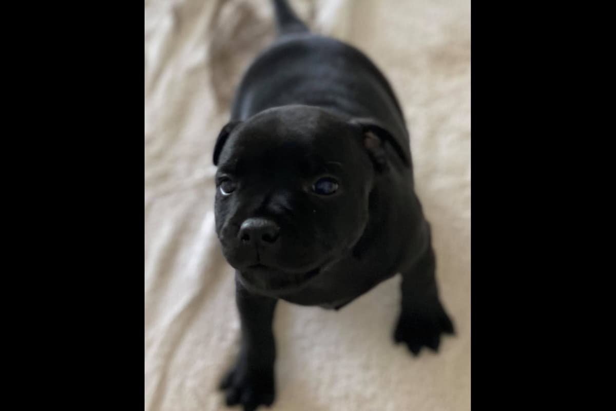 ADORABULL 38+yr EXPERIENCED Silver Achievement Level BREEDER OF MERIT breeder image 34