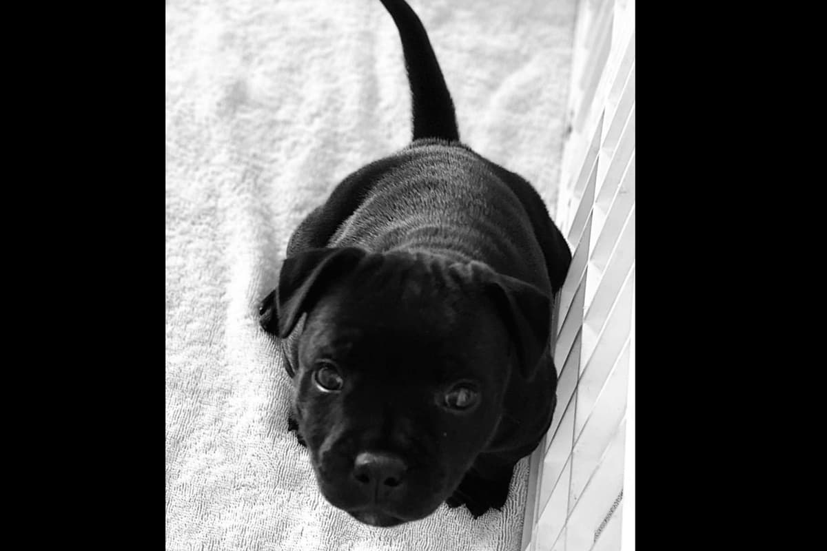 ADORABULL 38+yr EXPERIENCED Silver Achievement Level BREEDER OF MERIT breeder image 33