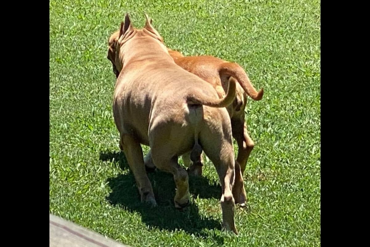 ADORABULL 38+yr EXPERIENCED Silver Achievement Level BREEDER OF MERIT breeder image 18