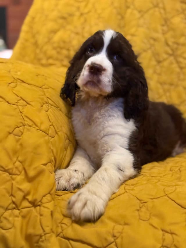 English Springer Spaniel Puppies media 2