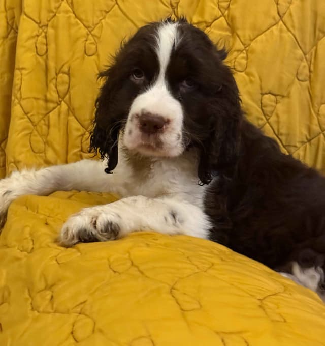 English Springer Spaniel Puppies media 3