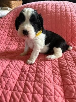 English Springer Spaniel Puppies media 2