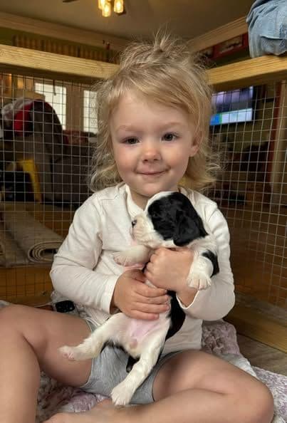 English Springer Spaniel Puppies media 3