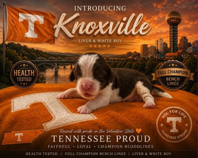 English Springer Spaniel Puppies media 5