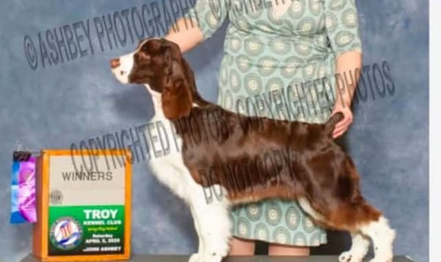 English Springer Spaniel Puppies media 8