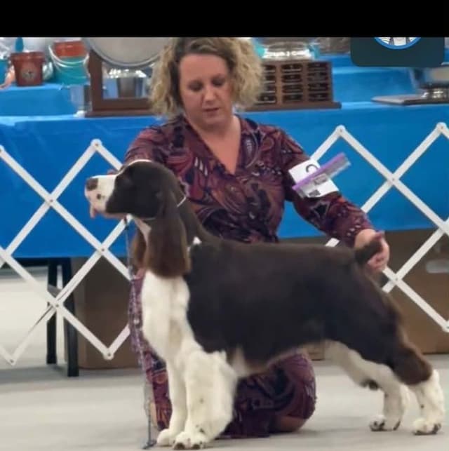 English Springer Spaniel Puppies media 9