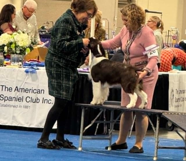 English Springer Spaniel Puppies media 10