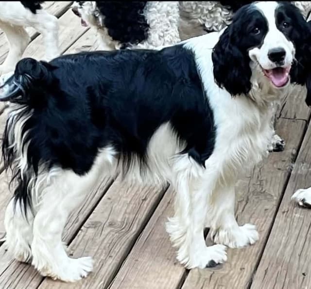 English Springer Spaniel Puppies media 11