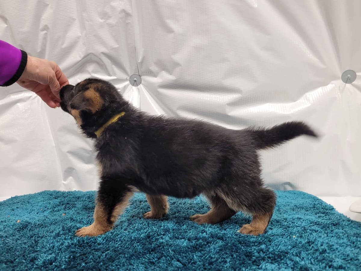 German Shepherd Dog Puppies breeder image 2