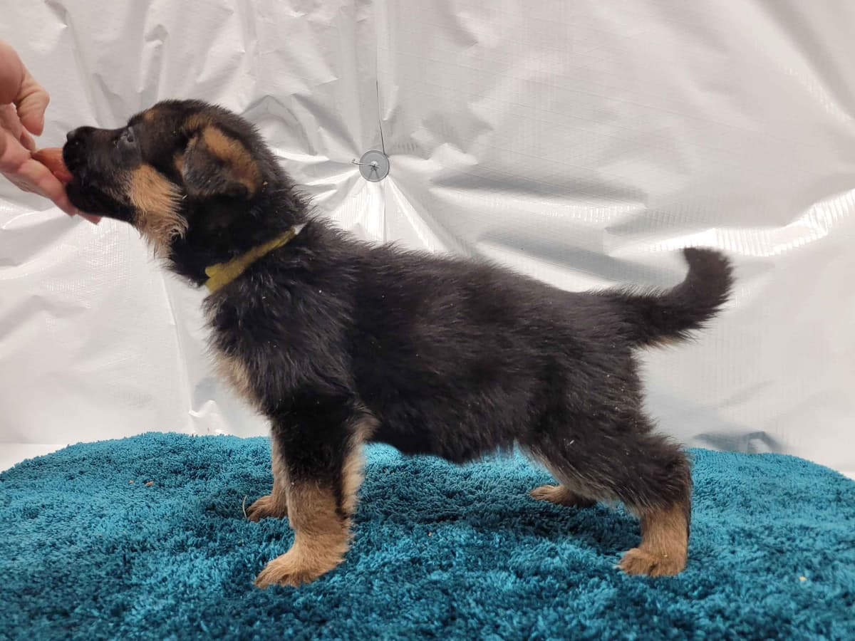 German Shepherd Dog Puppies breeder image 3