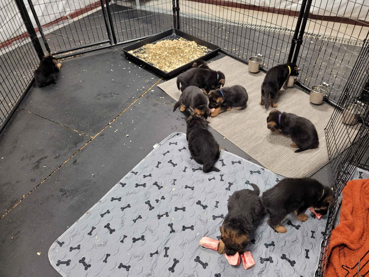 German Shepherd Dog Puppies breeder image 5
