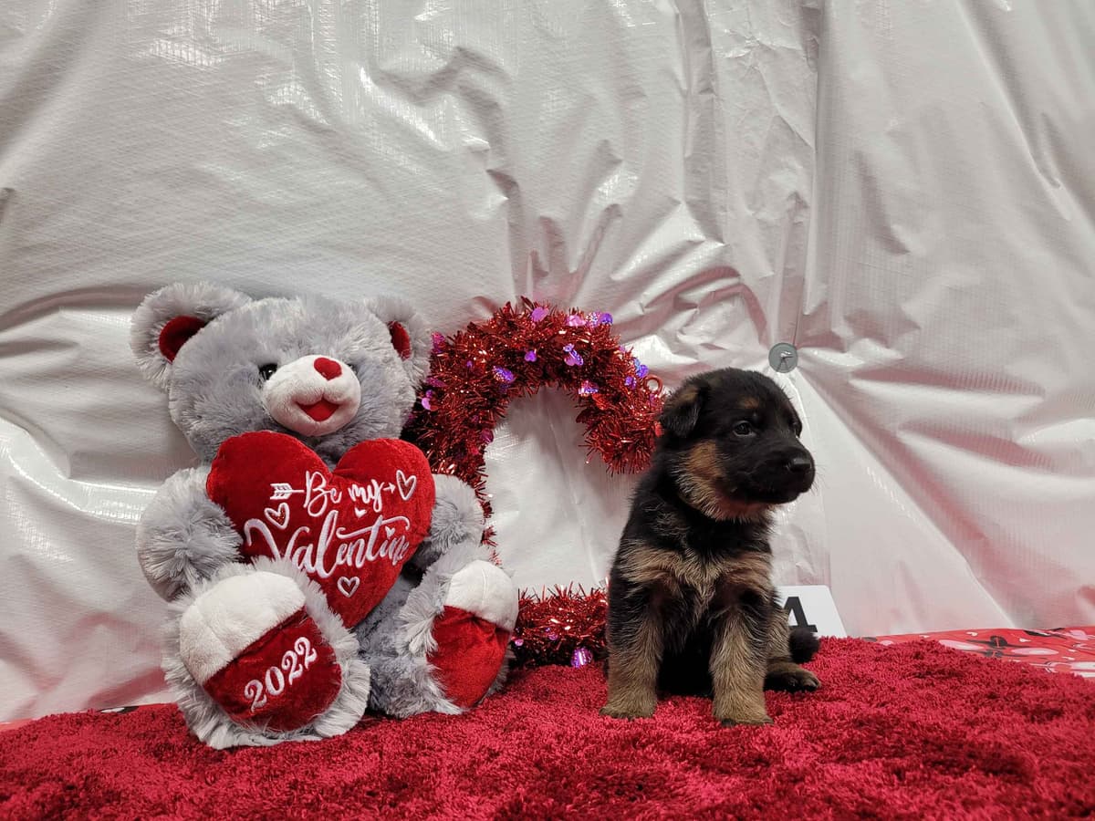 German Shepherd Dog Puppies breeder image 6