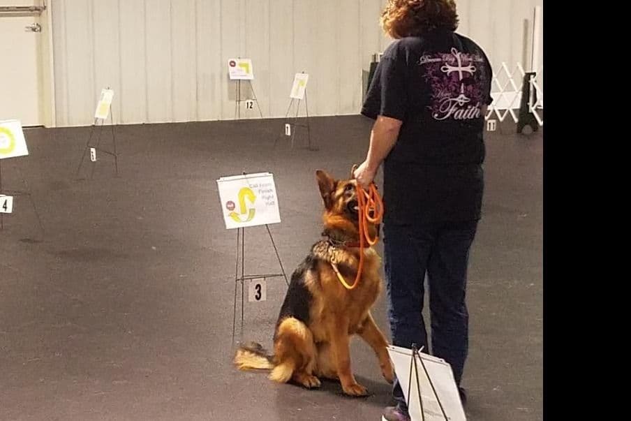 German Shepherd Dog Puppies breeder image 8