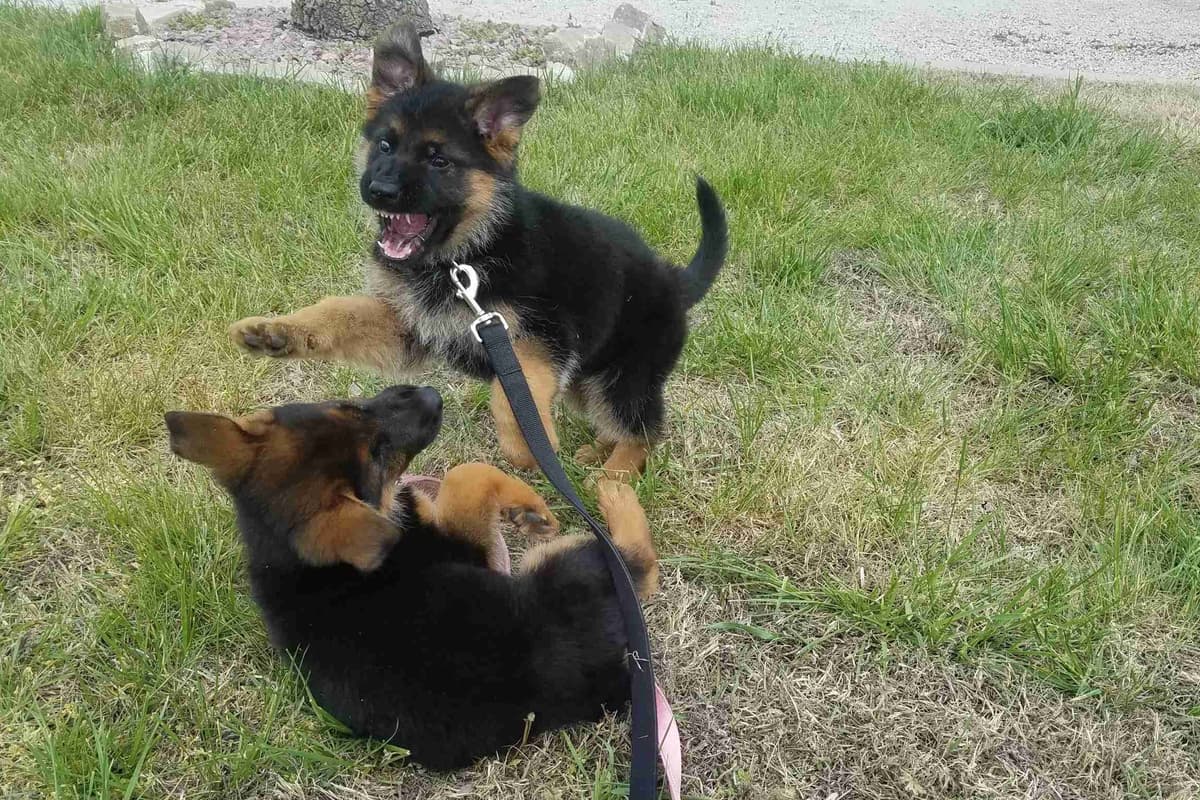 German Shepherd Dog Puppies breeder image 9