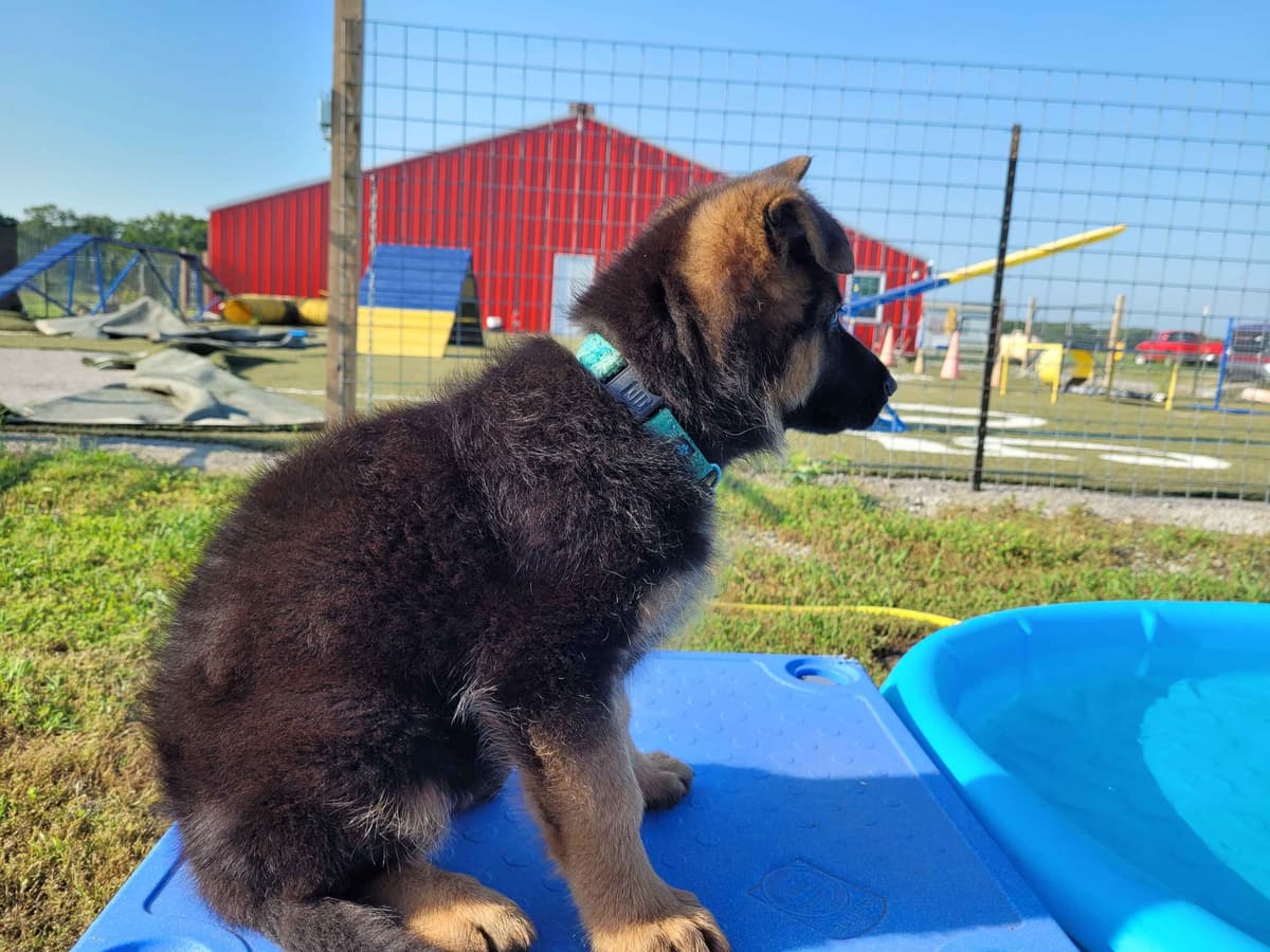 German Shepherd Dog Puppies breeder image 10