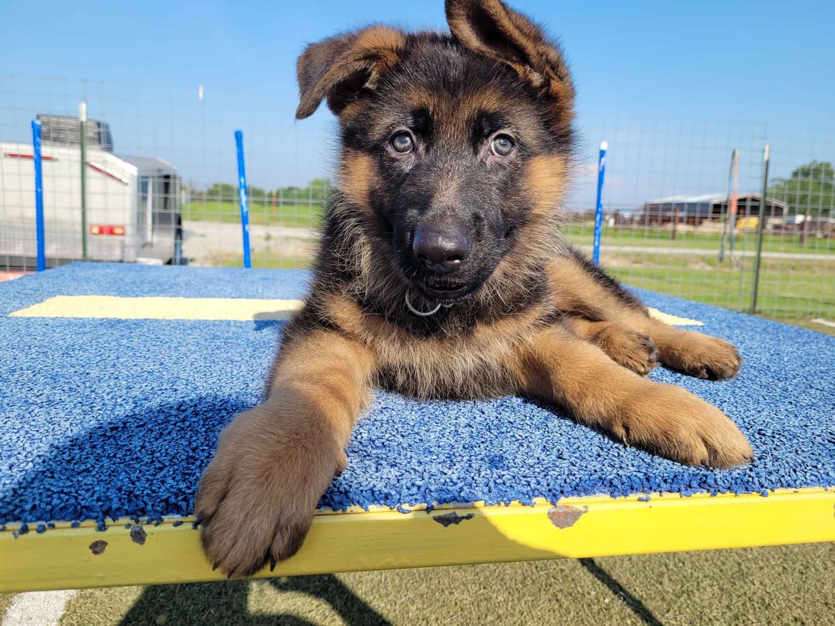 German Shepherd Dog Puppies breeder image 11