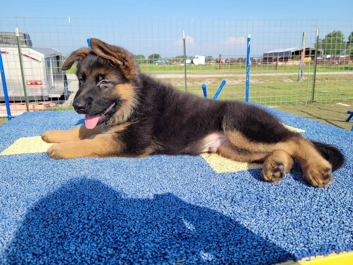 German Shepherd Dog Puppies breeder image 12