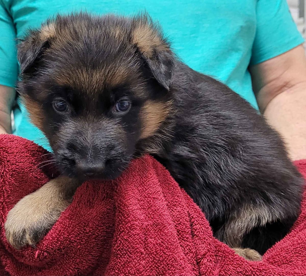 German Shepherd Dog Puppies breeder image 13