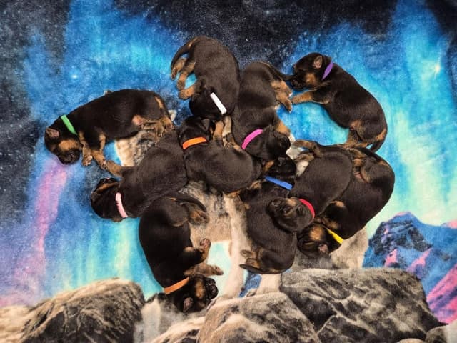 German Shepherd Dog Puppies media 2