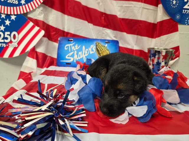 German Shepherd Dog Puppies media 4