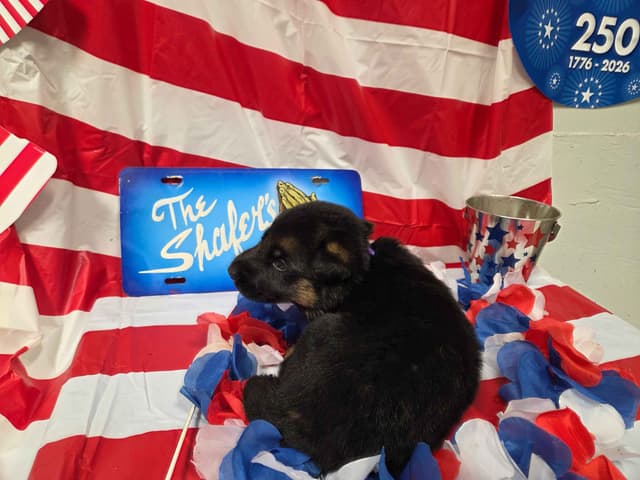 German Shepherd Dog Puppies media 5