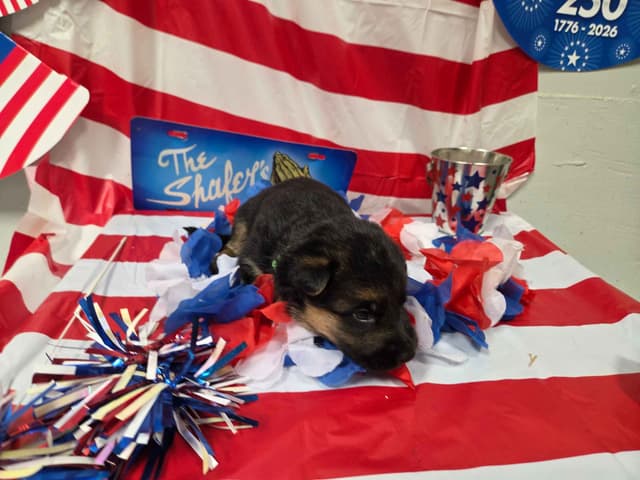 German Shepherd Dog Puppies media 6