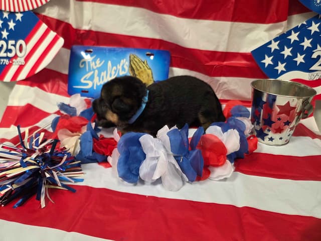 German Shepherd Dog Puppies media 7