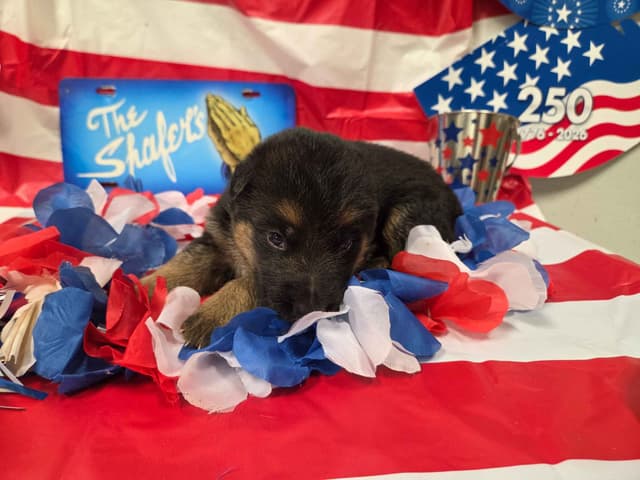 German Shepherd Dog Puppies media 8