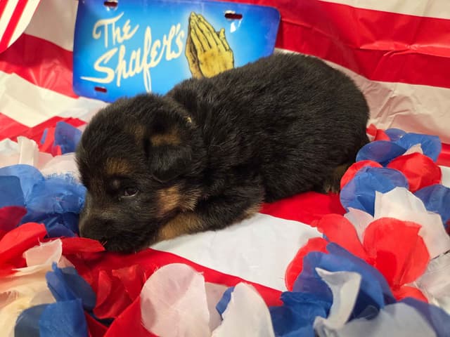 German Shepherd Dog Puppies media 9