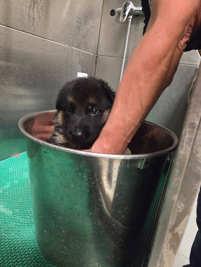 German Shepherd Dog Puppies media 12
