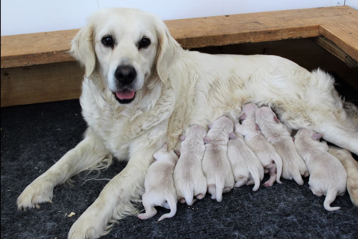 Golden Retriever Puppies breeder image 1