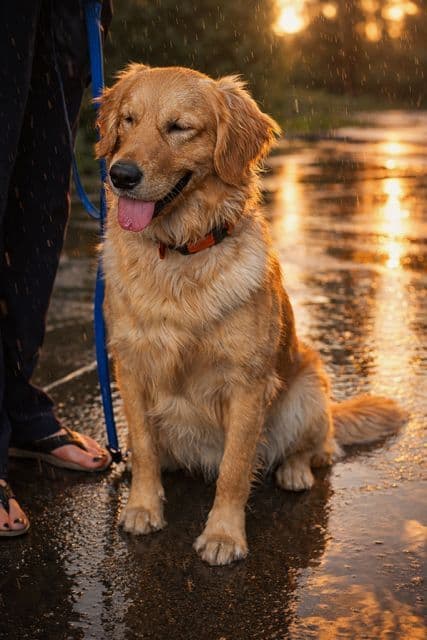 Golden Retriever Puppies media 7