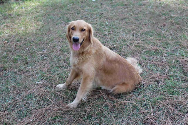 Golden Retriever Puppies media 8