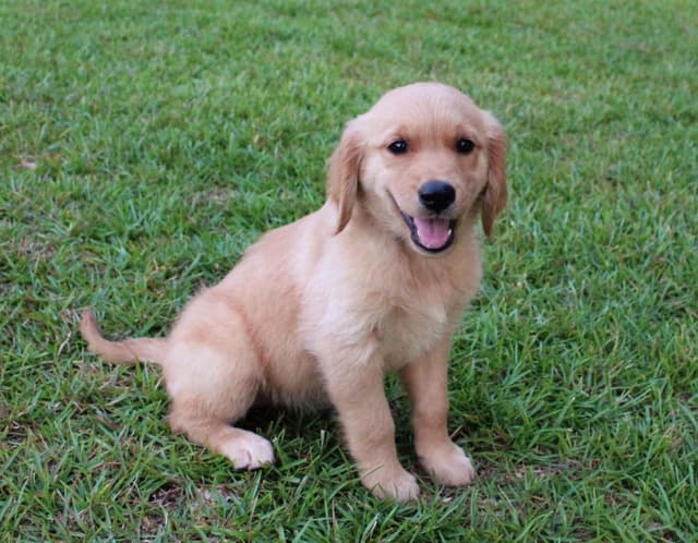 Golden Retriever Puppies media 3