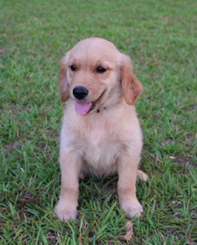 Golden Retriever Puppies media 4